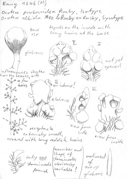 Vorschaubild Ocotea proboscidea Rusby